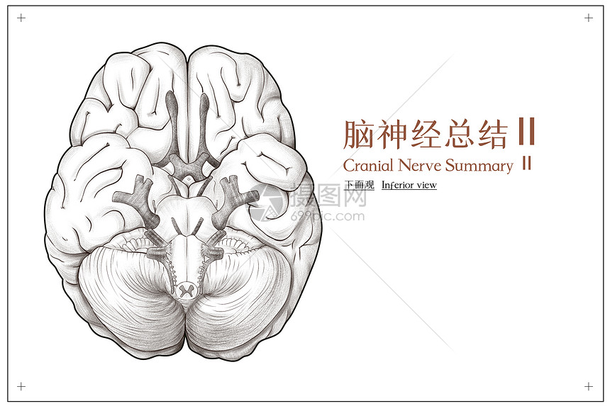 脑神经总结底面观医疗插画