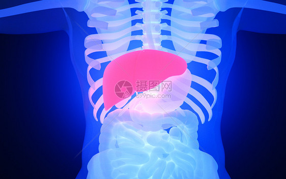人体肝脏图片
