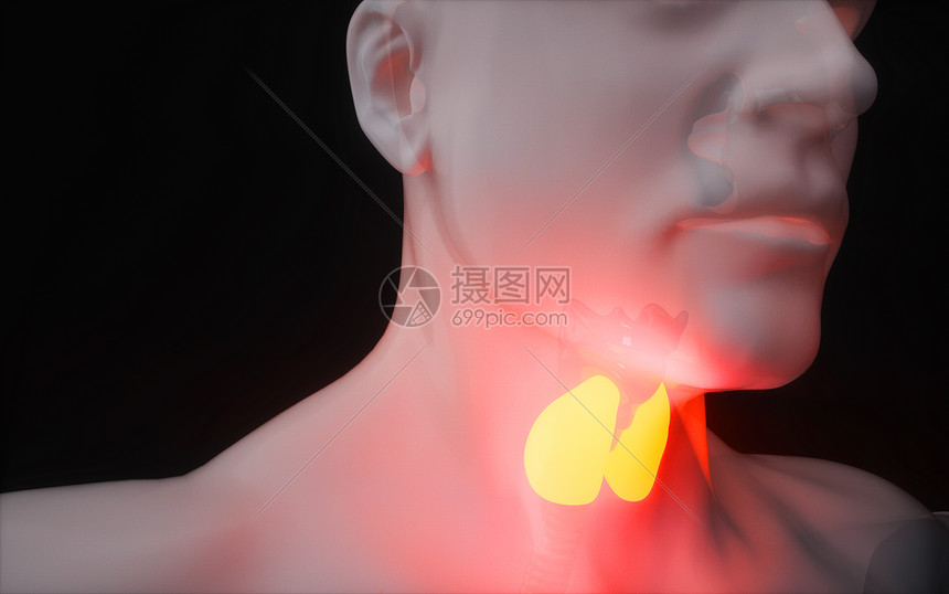 人体甲状腺图片