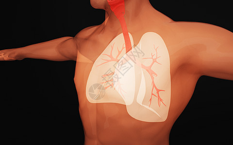 人体气管图片