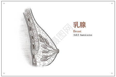 乳腺失状节医疗插画高清图片