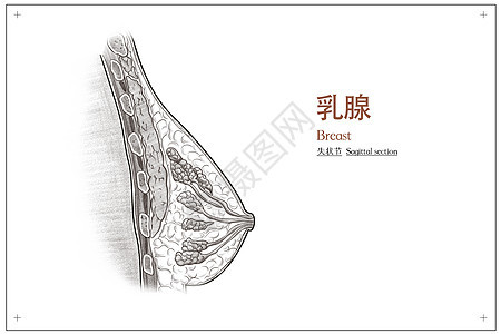 乳腺失状节医疗插画背景图片