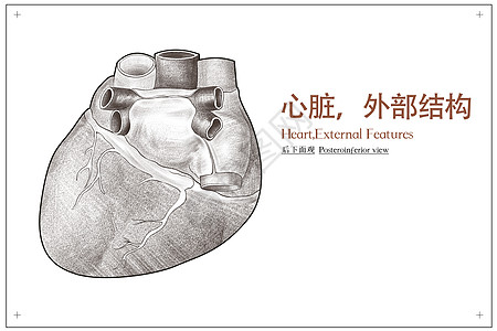 心脏外部结构后下面观医疗插画图片素材