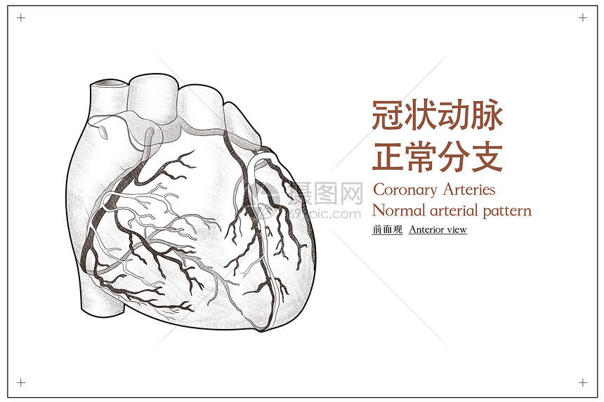 冠状动脉正常分支前面观医疗插画图片