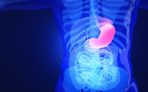 人体胃部器官图片