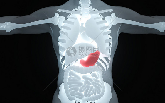人体胃图片图片