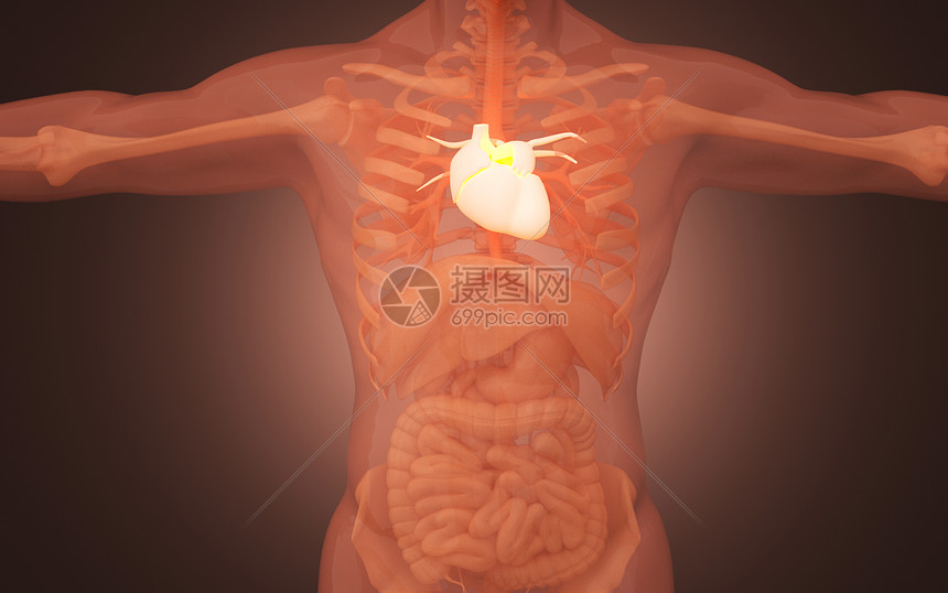 人体心脏模型图片