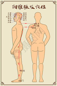 经络养生阳维脉及穴位中医经络图插画