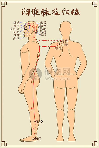 阳维脉及穴位中医经络图图片