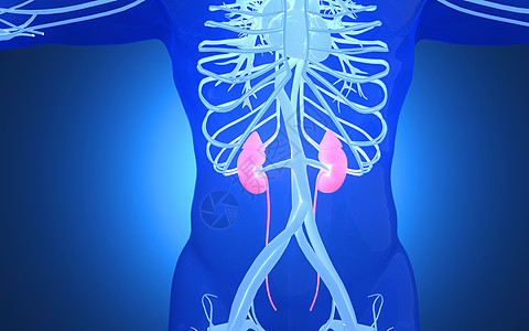 人体肾脏器官背景图片