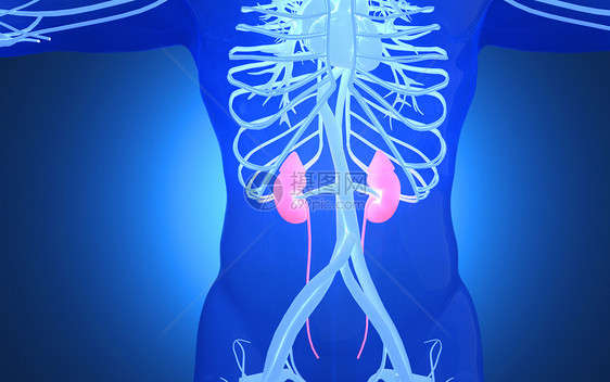 人体肾脏器官图片