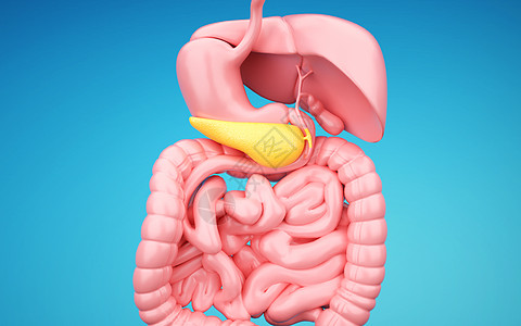 人体胰腺人体循环系统高清图片