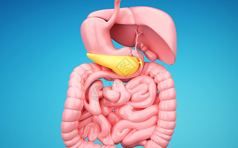人体胰腺高清图片