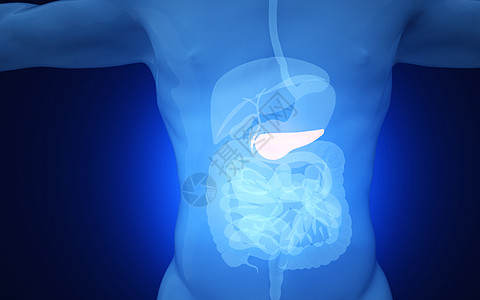 人体胰腺人体循环系统高清图片