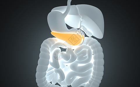 人体胰腺循环系统高清图片