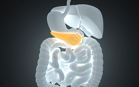 人体胰腺图片