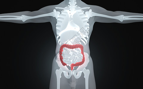 盲肠人体消化器官大肠设计图片