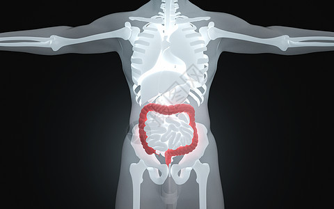 人体消化器官大肠背景图片