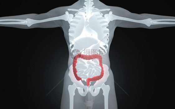 人体消化器官大肠图片