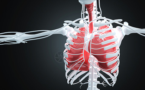 人体肺部高清图片