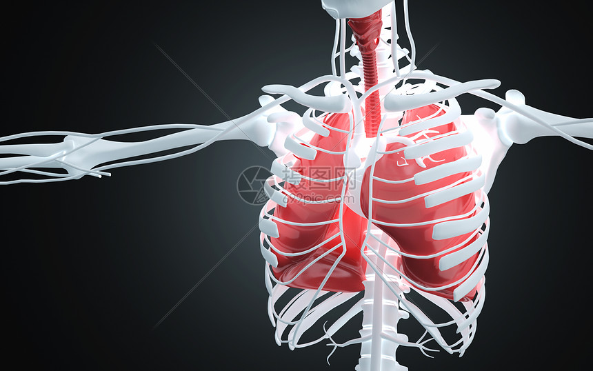 人体肺部图片