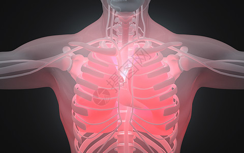 人体肺结构图片
