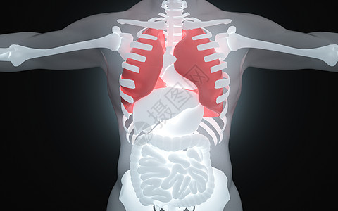 人体肺部健康图片