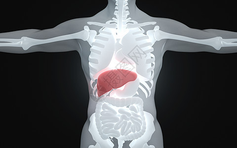 人体肝脏健康图片