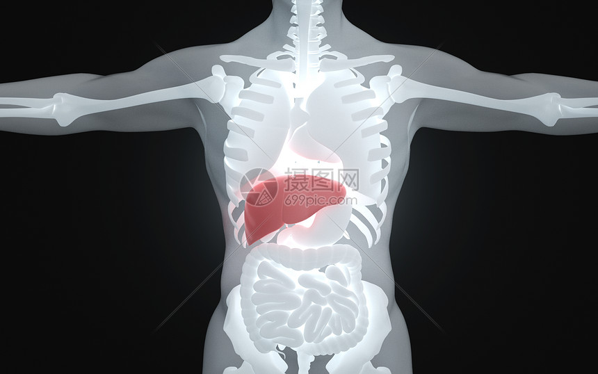 人体肝脏健康图片