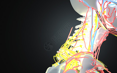 人体颈部透视高清图片