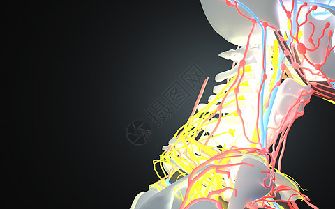 人体颈部透视图片