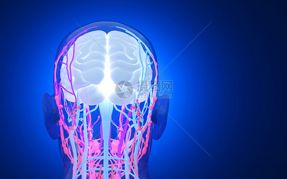 人体头部神经系统图片