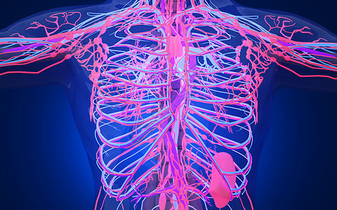 人体胸部血管分布图片