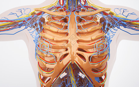 胸部解剖人体胸部血管系统设计图片