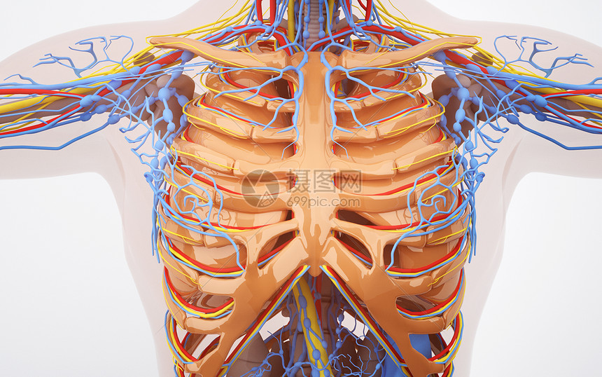 人体胸部血管系统图片