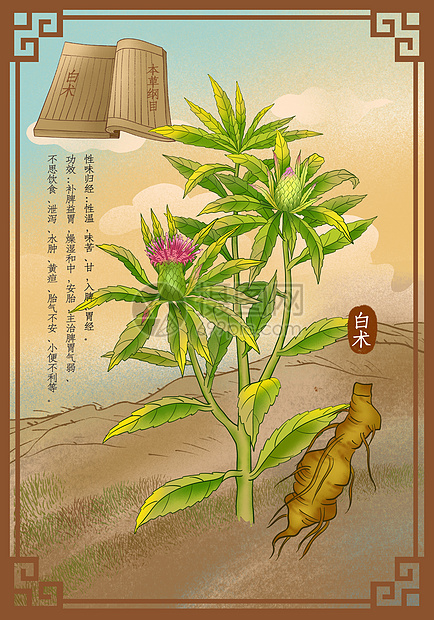 中医中药草药白术插画图片下载-正版图片401798023-摄图网