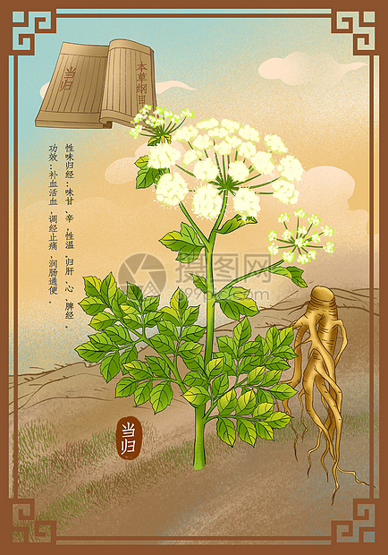 中医中药草药当归插画图片下载-正版图片401798025-摄图网