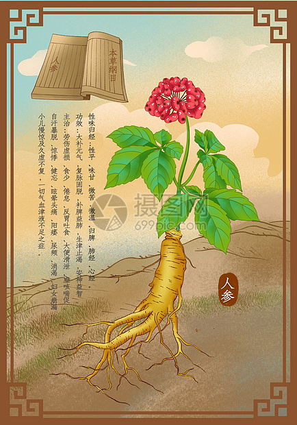 中医中药草药人参