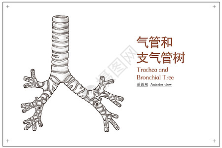 气管和支气管树前面观医疗插画图片