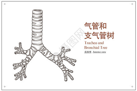 气管和支气管树前面观医疗插画图片