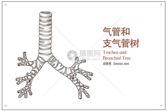 气管和支气管树前面观医疗插画图片