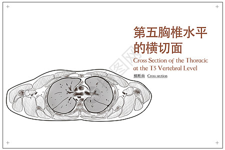 第五胸椎水平的横切面医疗插画高清图片