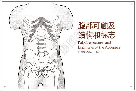腹部人体解剖素描医疗插画图片