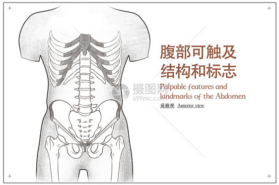 腹部人体解剖素描医疗插画图片