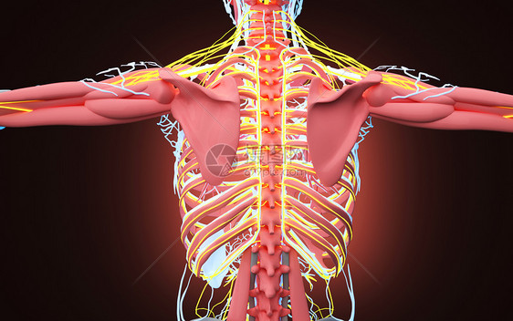 人体背部结构图片