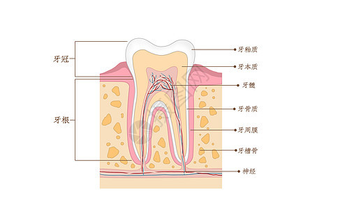 牙齿结构横截面口腔医学配图图片