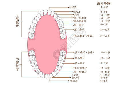 牙齿生长年龄科普插画背景图片