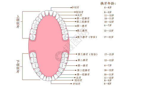 牙齿生长年龄科普插画图片