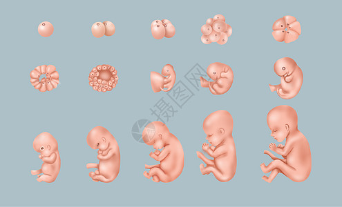 B超检测胎儿发育过程图插画