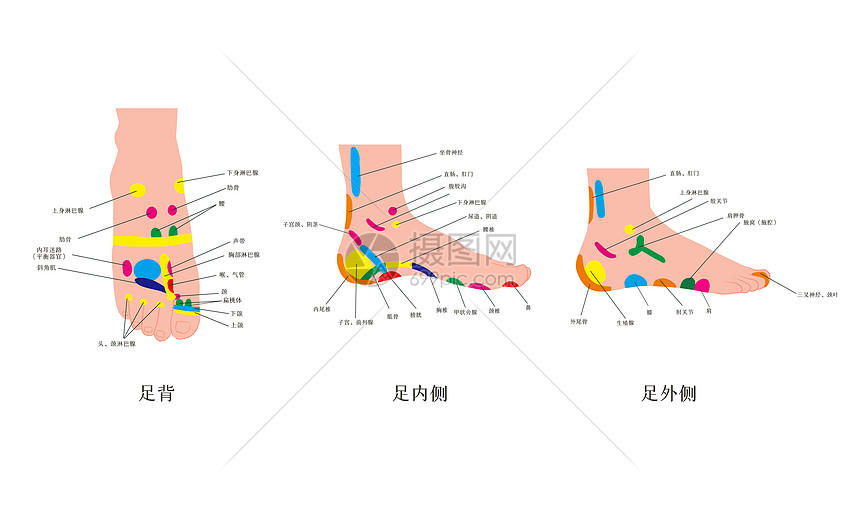 中医足部经脉反射对照图图片